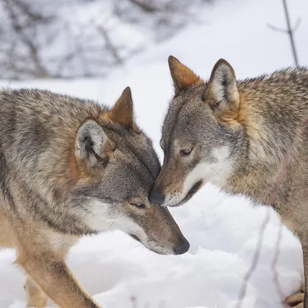 Iris 3* ペスカッセーロリ