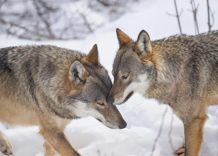 Iris 3* Pescasseroli